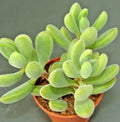 Succulent Crassula Rogersii Velvet Club 1 Live Plant Yellow Blooms - Crassula rogersii