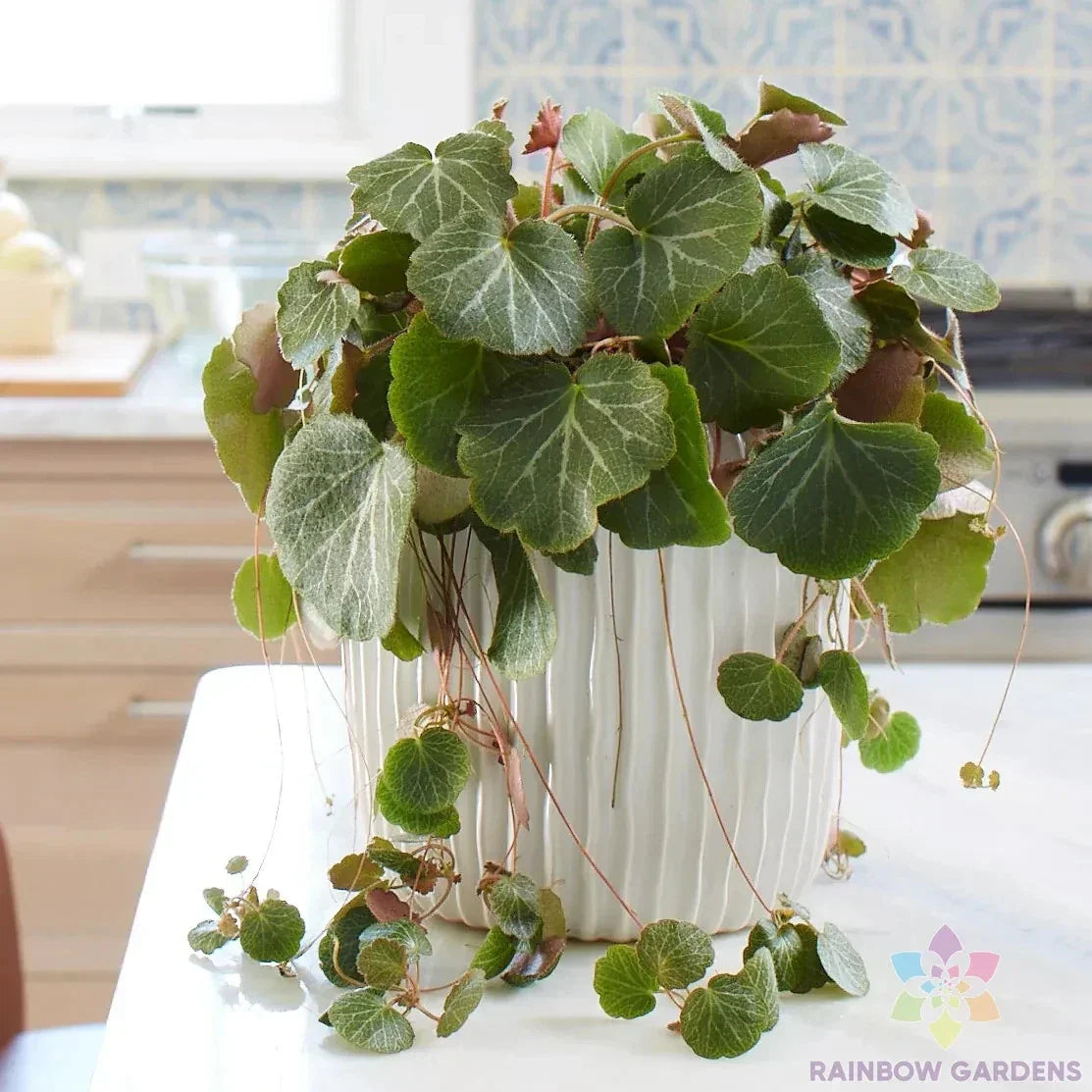 Strawberry Begonia Seeds - 25 Seeds for Garden Planting - Saxifraga stolonifera - USA Grown - Free Shipping