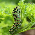 Curled Parsley Seeds 500 Count - Black Swallowtail Butterfly Host Plant - Non-GMO (Petroselinum crispum)