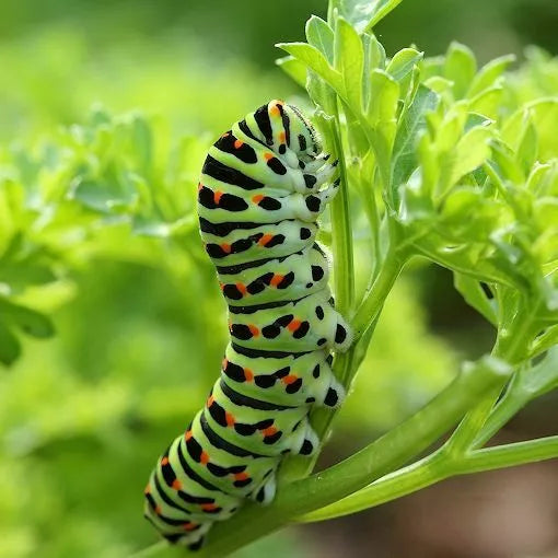 Curled Parsley Seeds 500 Count - Black Swallowtail Butterfly Host Plant - Non-GMO (Petroselinum crispum)