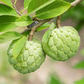 Sugar Apple Tree Live Plant 6-8" Annona Squamosa 3" Pot