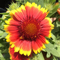 Gaillardia Blanket Flower Seeds - 100+ Perennial Garden Seeds - Free Shipping - USA Seller
