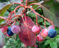 Organic Black Hawberry Seeds - 20 Count - Viburnum prunifolium - Fruiting Plant Seeds - Free Shipping