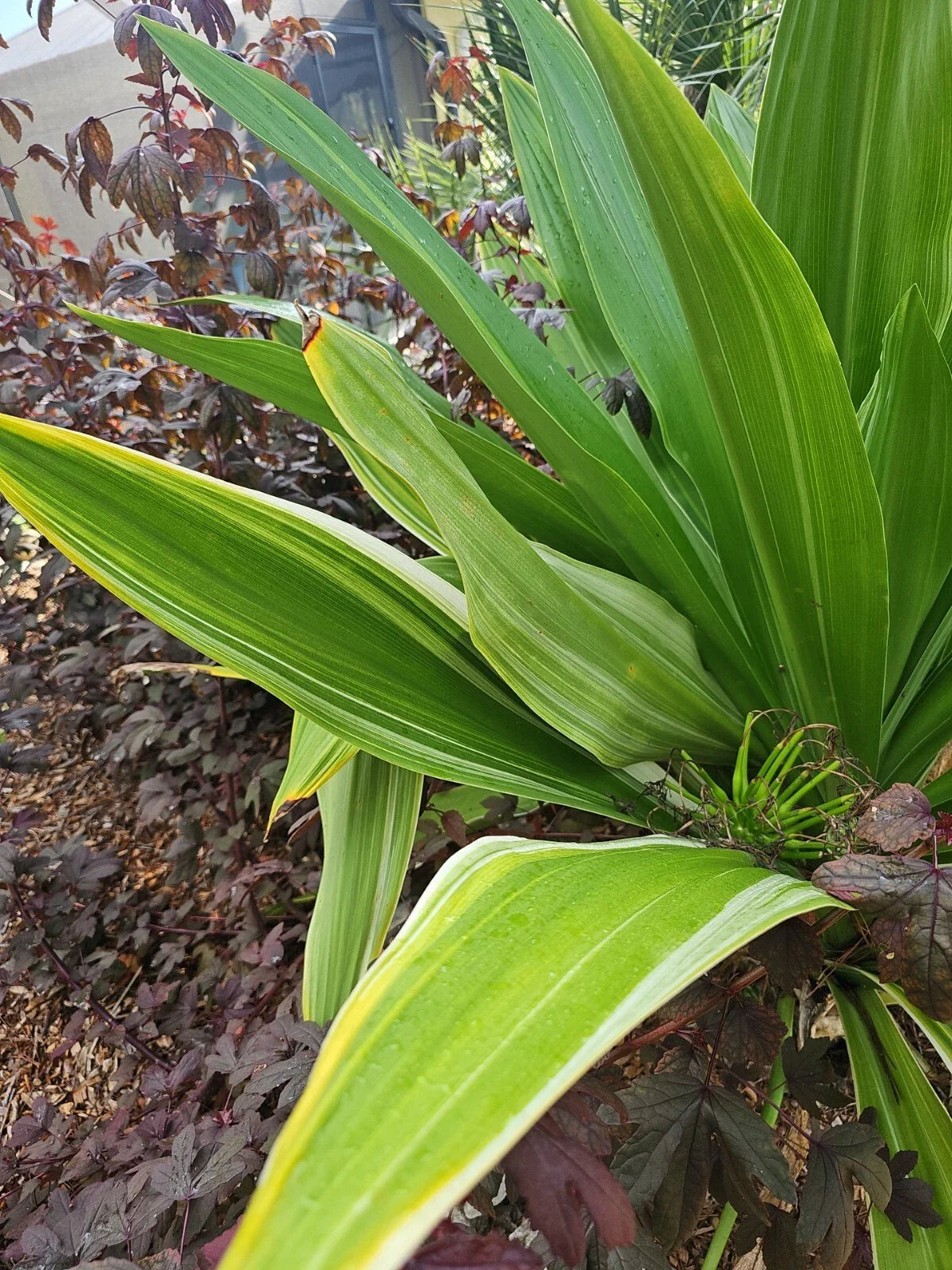 Crinum Lily Bulbs, Giant White Spider Lily, Variegated, C. Asiaticum, 5 Bulbs