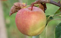 GoldRush Apple Seeds - 25+ Heirloom Seeds for Garden Planting - Malus domestica - USA, Non-GMO