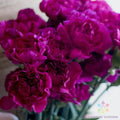 Fuchsia Love Carnation Seeds - 200+ Garden Seeds for Planting - Dianthus caryophyllus - USA