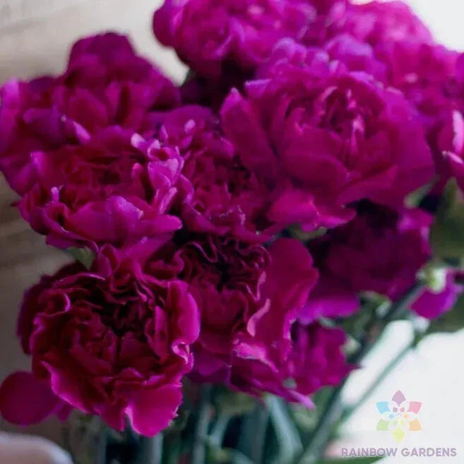 Fuchsia Love Carnation Seeds - 200+ Garden Seeds for Planting - Dianthus caryophyllus - USA