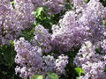 Lilac Bush Live Plant 16-24" Bare Root Old Fashion Purple Syringa Vulgaris