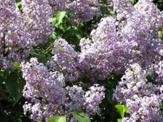 Lilac Bush Live Plant 16-24" Bare Root Old Fashion Purple Syringa Vulgaris