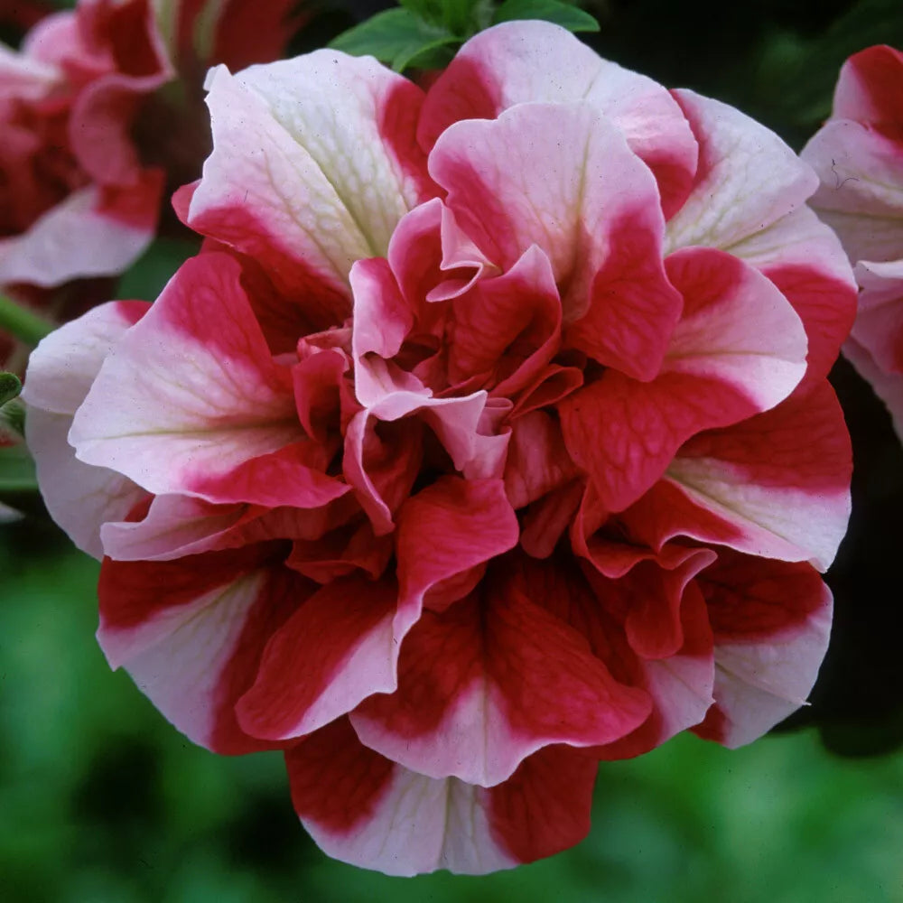 Double Red White Petunia Seeds - 50 Count for Containers, Hanging Baskets, Window Boxes - Petunia × atkinsiana