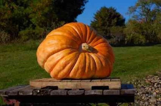 Pumpkin Seeds - Atlantic Giant Variety - Fresh Seed for Planting - Cucurbita maxima