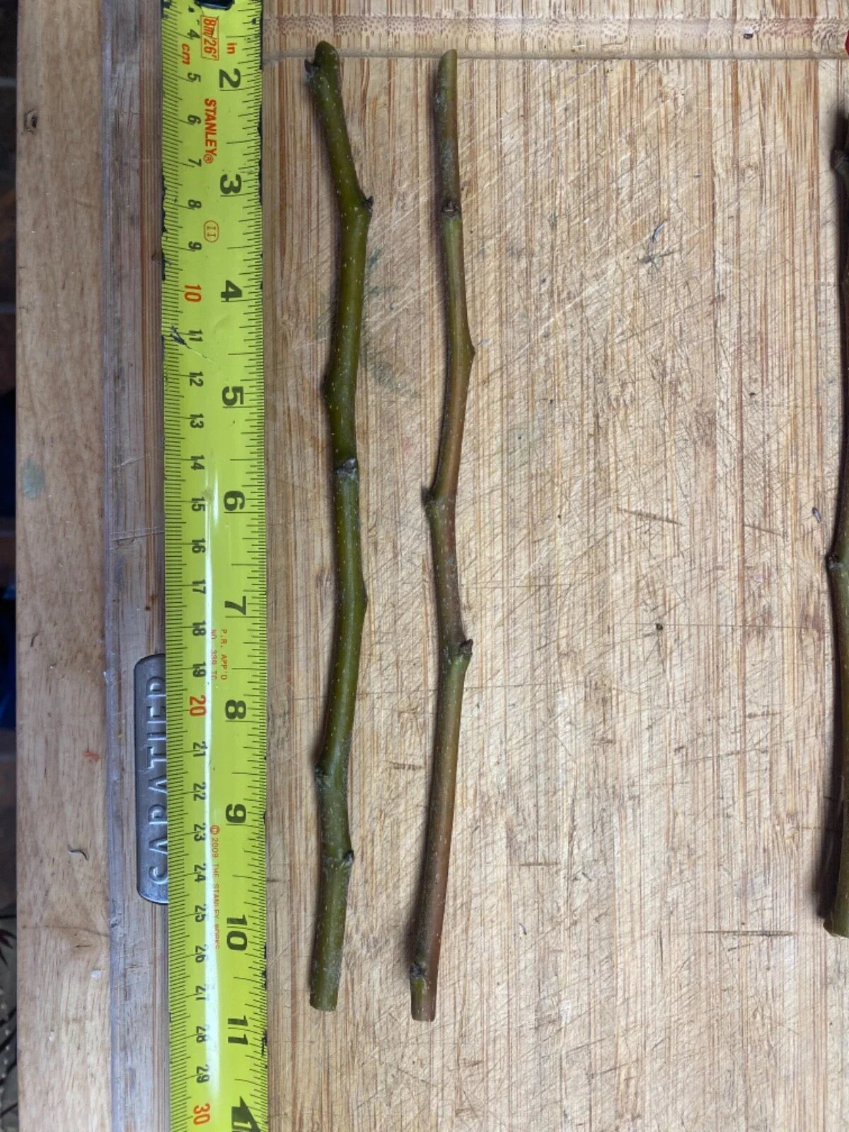 Fruit Tree Cuttings - Apple, Plum, Peach, Fig, Cherry, Mulberry - Scion Wood for Grafting (Malus, Prunus, Ficus, Morus)