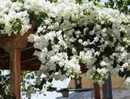 Bougainvillea Starter Plant - Key West White - Live Plug Plant - Bougainvillea spp. - USA Seller