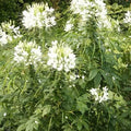 Cleome Seeds - White Queen Spider Plant - Non-GMO - 200 Seeds for Fall Planting - Pollinator Friendly