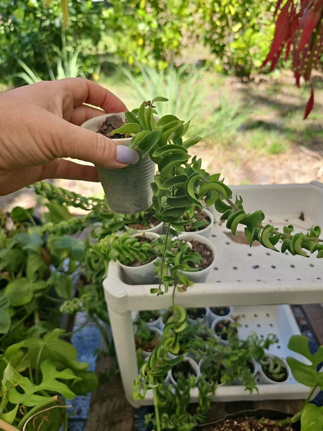 Lipstick Plant Aeschynanthus Twisted Rasta in 2.5" Pot - Rooted Indoor Houseplant