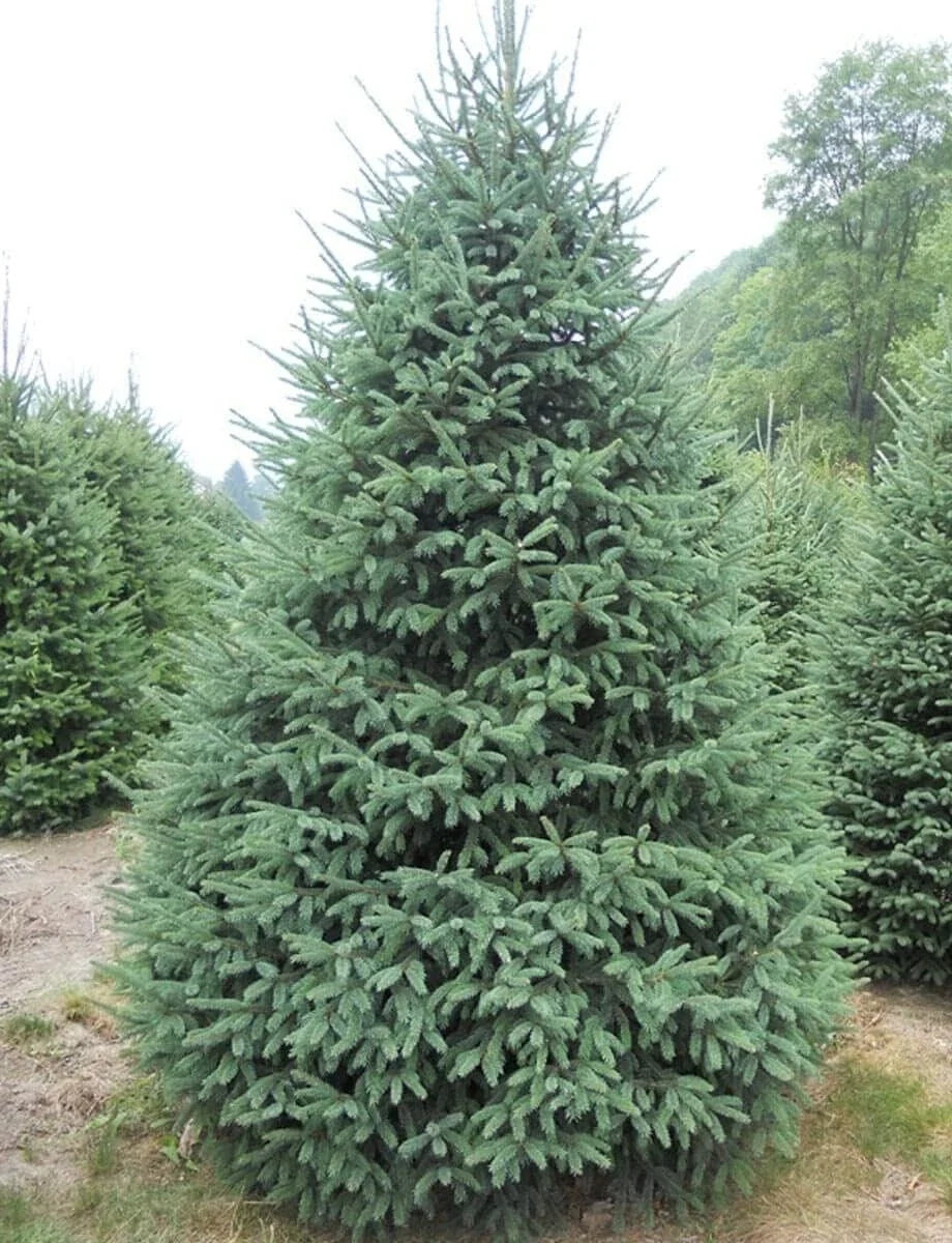 White Spruce Tree Seedlings - Evergreen Landscaping Plants - Picea glauca - Healthy Nursery Grown Seedlings