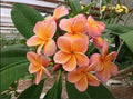 Light Pink Orange Plumeria Seeds | Perennial Flower Seeds | Frangipani | 5 Pack
