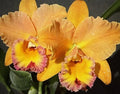 Orchid Plant Jessie Lee 1 Stem Bare Root No Pot - No Buds (Dendrobium)