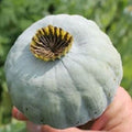 Giant Rattle Poppy Seeds - 10,000 Count - Papaver somniferum - Massive Blooms for Garden Planting