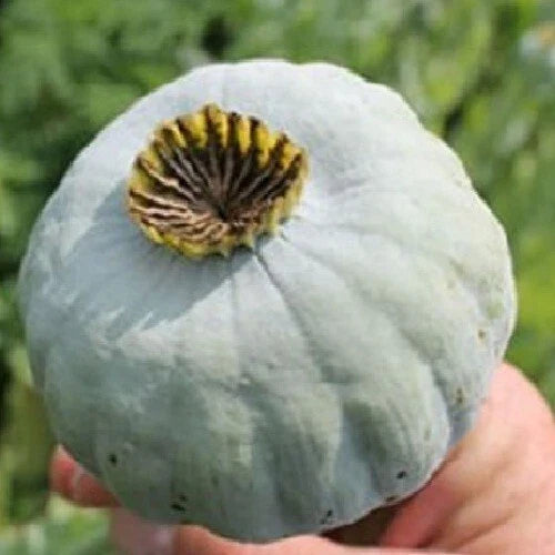 Giant Rattle Poppy Seeds - 10,000 Count - Papaver somniferum - Massive Blooms for Garden Planting