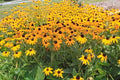 Black Eyed Susan Seeds - 200 Count - Rudbeckia hirta - Brown Eyed Variety - New Crop