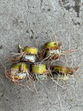 Sugarcane Cuttings 5pcs Sweet Juicy Ready to Plant (Saccharum officinarum)