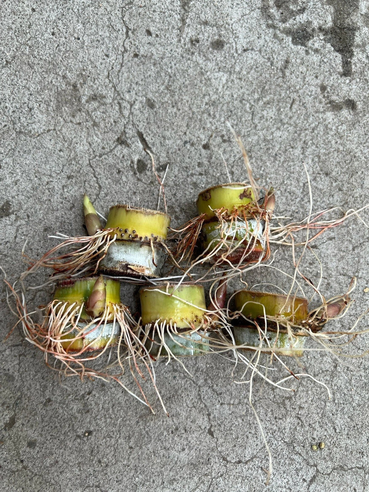 Sugarcane Cuttings 5pcs Sweet Juicy Ready to Plant (Saccharum officinarum)