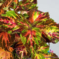 Superfine Rainbow Multicolour Coleus Seeds - 25+ Pack - Ideal for Garden - Coleus blumei