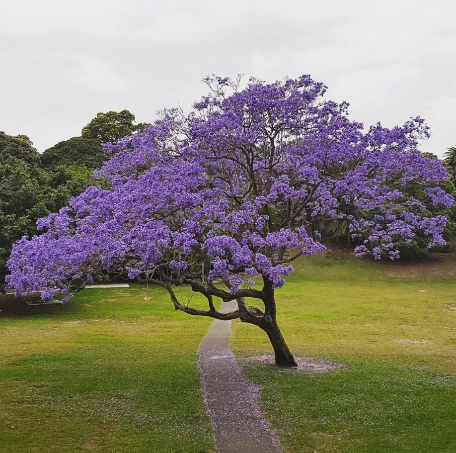Blue Jacaranda Live Plant Set - 3" Pot - 8-10" Tall - Jacaranda Mimosifolia - Set of 2