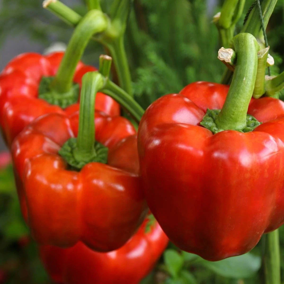 Yolo Wonder Improved Bell Pepper Seeds - 100+ Count - Non-GMO - Capsicum annuum