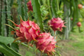 Organic Dragonfruit Starter Plant 2.5" Pot - 'Edgar's Baby' Hylocereus - Healthy Well Rooted Live Plant, Free Shipping