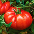 Giant Beefsteak Tomato Seeds | Extra Large Heirloom Variety | Determinate | 2025