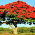 Royal Poinciana Seeds | Red Flame Tree | Delonix Regia | Tropical Flamboyant Flower Seeds