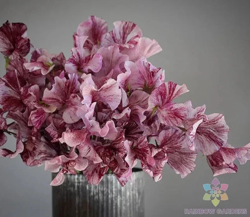 Chocolate Sweet Pea Seeds - 50 Count - Lathyrus odoratus - Garden Planting Seeds - USA