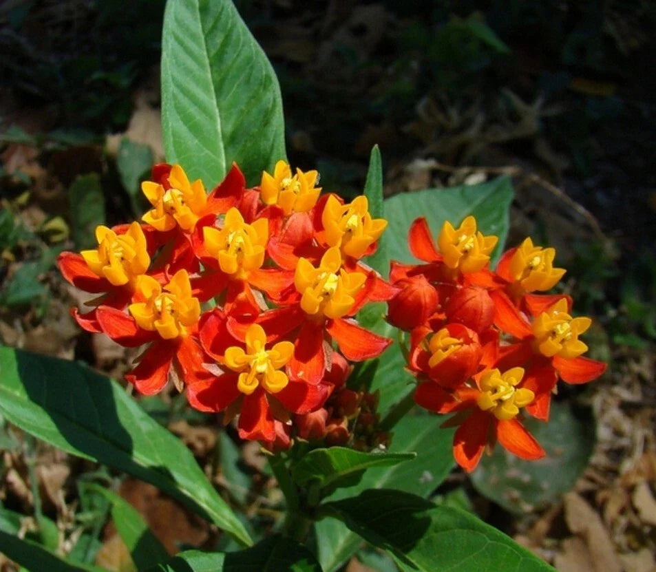 Tropical Milkweed Seeds - 30+ Heirloom Seeds - Asclepias curassavica - 12/2024 Harvest