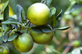 Dwarf Organic Pomelo Citrus Seeds - 5 Pack, Citrus Maxima, Non-GMO, Home Garden Planting
