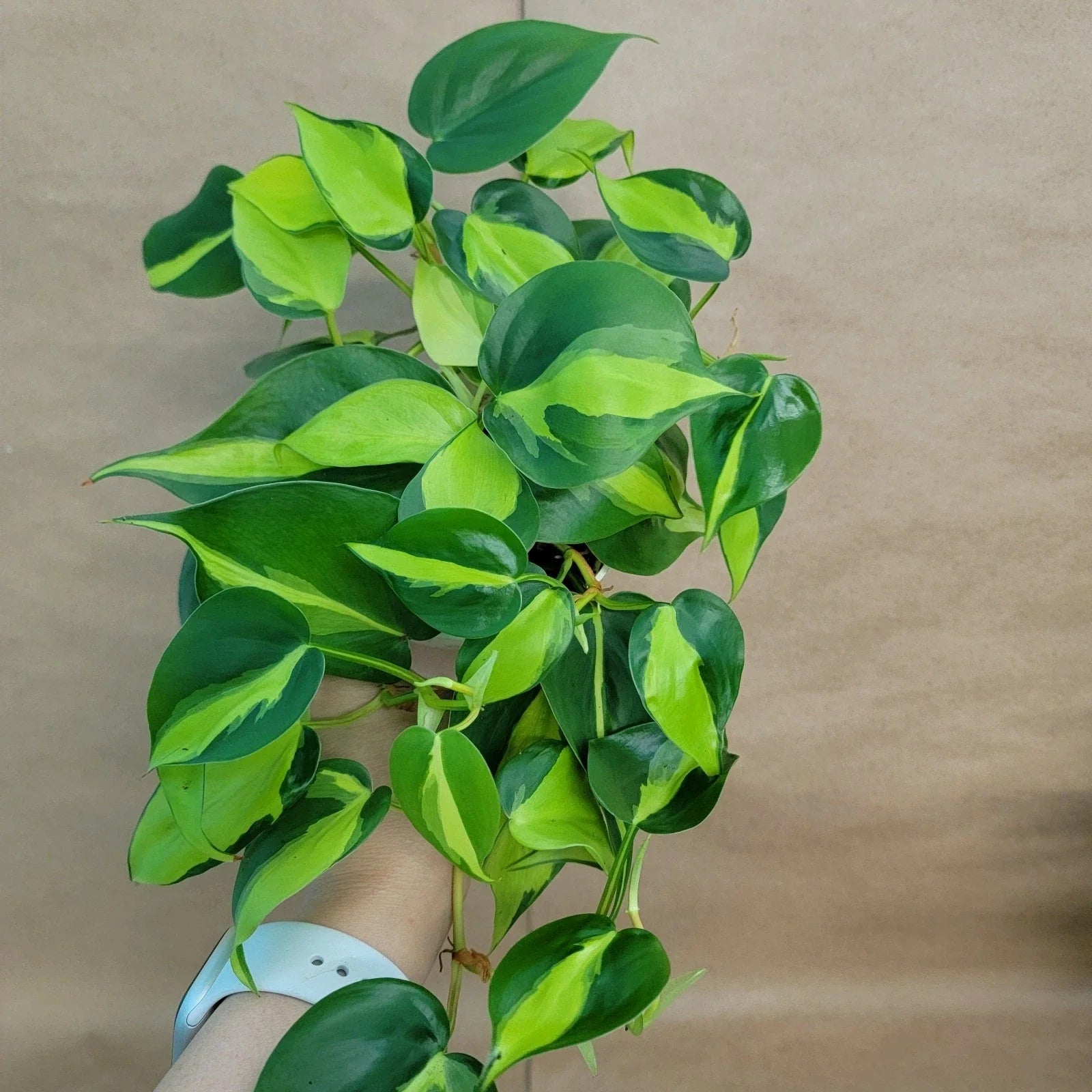 Philodendron Brasil Plant - 4" Pot Tropical Indoor Plant - Easy Care & Air Purifier - Philodendron hederaceum