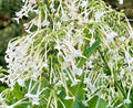 Flowering Tobacco Seeds 500, White Tubular Flowers, Nicotiana Sylvestris