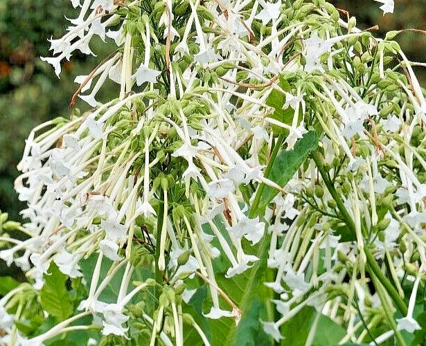 Flowering Tobacco Seeds 500, White Tubular Flowers, Nicotiana Sylvestris