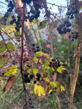 Aralia Spinosa Seeds - Walking Stick Plant - Berry Producing - Choose Your Quantity