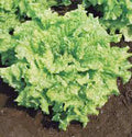 Lettuce Seeds - Heirloom Leaf Simpson BS - 25+ Seeds - Delicious Crisp Greens - Organic Gardening