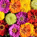 Zinnia Seeds Rainbow Mix Non-GMO 200 Seeds Painted Wagons for Butterflies & Hummingbirds - Zinnia elegans