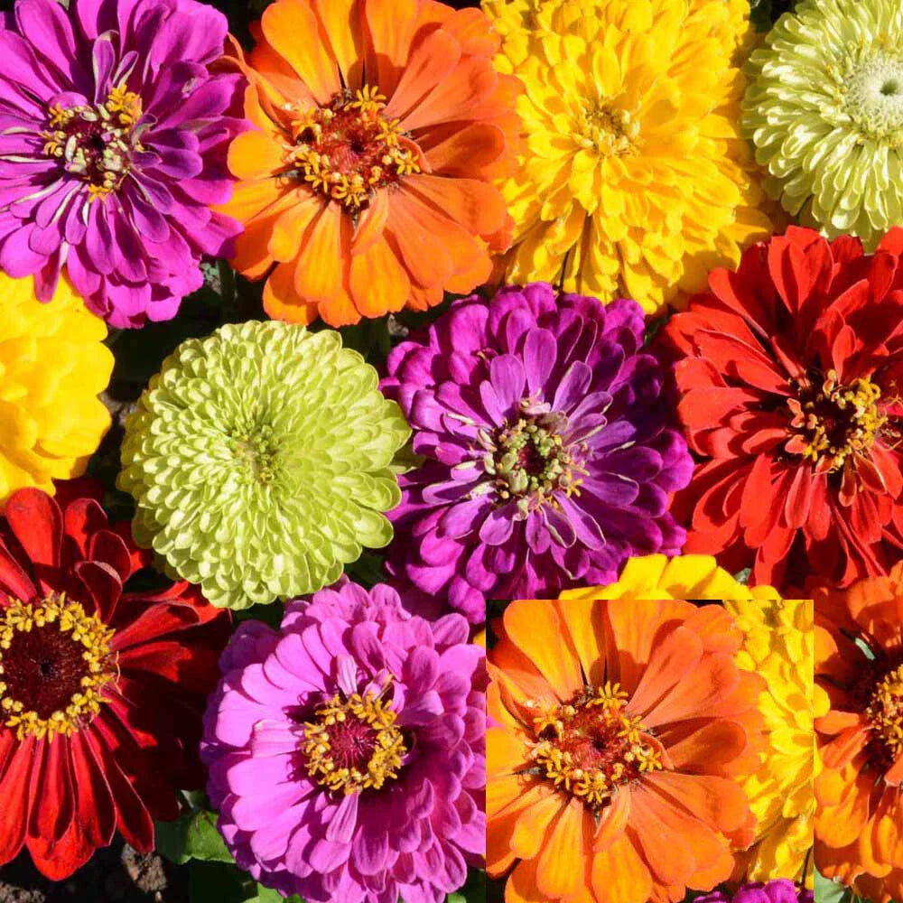 Zinnia Seeds Rainbow Mix Non-GMO 200 Seeds Painted Wagons for Butterflies & Hummingbirds - Zinnia elegans