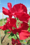 Rosemary Padley Sweet Pea Seeds - 50+ Non-GMO Seeds for Garden Planting - Lathyrus odoratus - USA