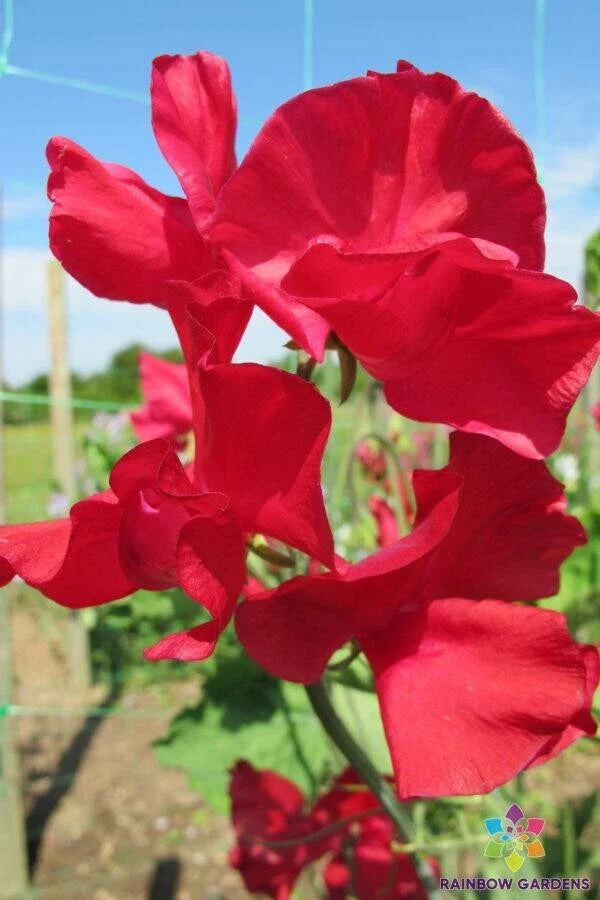 Rosemary Padley Sweet Pea Seeds - 50+ Non-GMO Seeds for Garden Planting - Lathyrus odoratus - USA