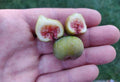 Dwarf Fig Plant Little Ruby™ 1 Live Starter Self-Pollinating Potted Plant Ficus carica Zones 7-11 Red Fruit