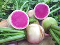 Watermelon Radish Seeds, NON-GMO, Shrinrimei, Chinese Heirloom, Heirloom Vegetable Seeds, Organic Gardening