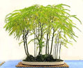 Thornless Honey Locust Tree Seeds 20 Pack for Bonsai or Outdoor Planting - Gleditsia triacanthos