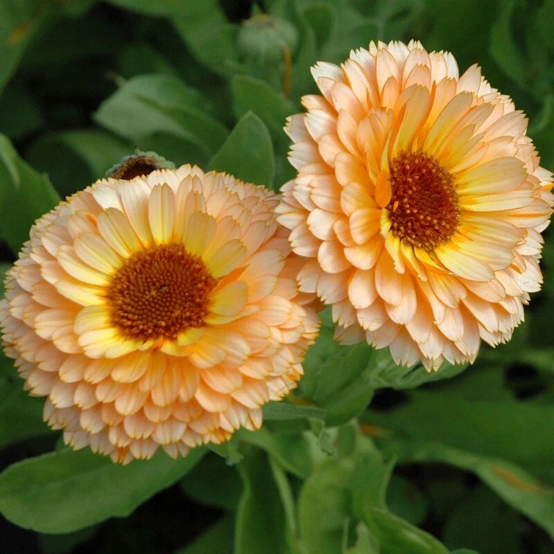 Pink Surprise Calendula Seeds | Heirloom Edible Flowers | Bright Pink Blooms | Calendula officinalis