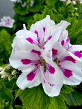 Geranium Live Plants 10-12" Tall White Vibrant Pink Perennial Pelargonium
